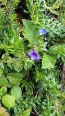 Glandora diffusa
