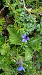 Glandora diffusa