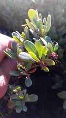 Arctostaphylos pumila