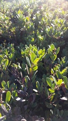 Arctostaphylos pumila