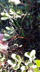 Arctostaphylos pumila