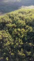 Arctostaphylos pumila