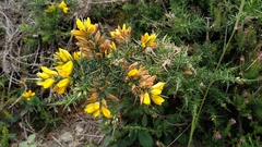 Ulex gallii