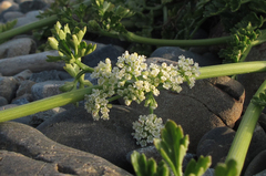 Apium prostratum filiforme