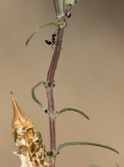 Sesamum triphyllum