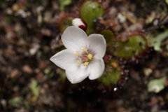 Drosera tubaestylis