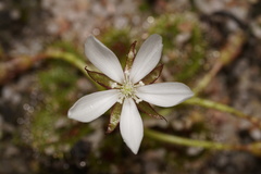 Drosera bulbosa