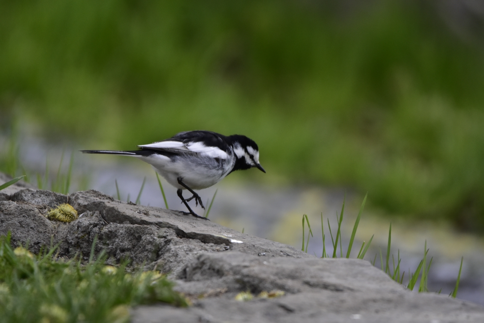 black-backed wagtail, japanese pied wagtail, kamchatka pied wagtail