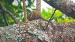 Tamiops maritimus formosanus