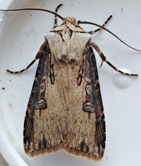 Agrotis stigmosa