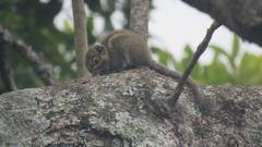 Tamiops maritimus formosanus