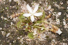 Drosera bulbosa