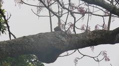 Tamiops maritimus formosanus