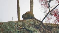 Tamiops maritimus formosanus