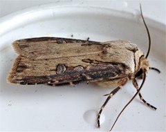 Agrotis stigmosa