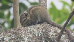 Tamiops maritimus formosanus