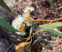 Eucalyptus calycogona