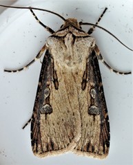 Agrotis stigmosa