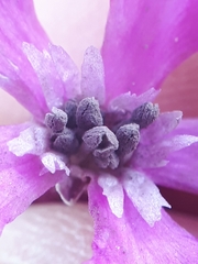 Microbotryum lagerheimii