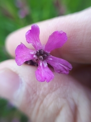 Microbotryum lagerheimii