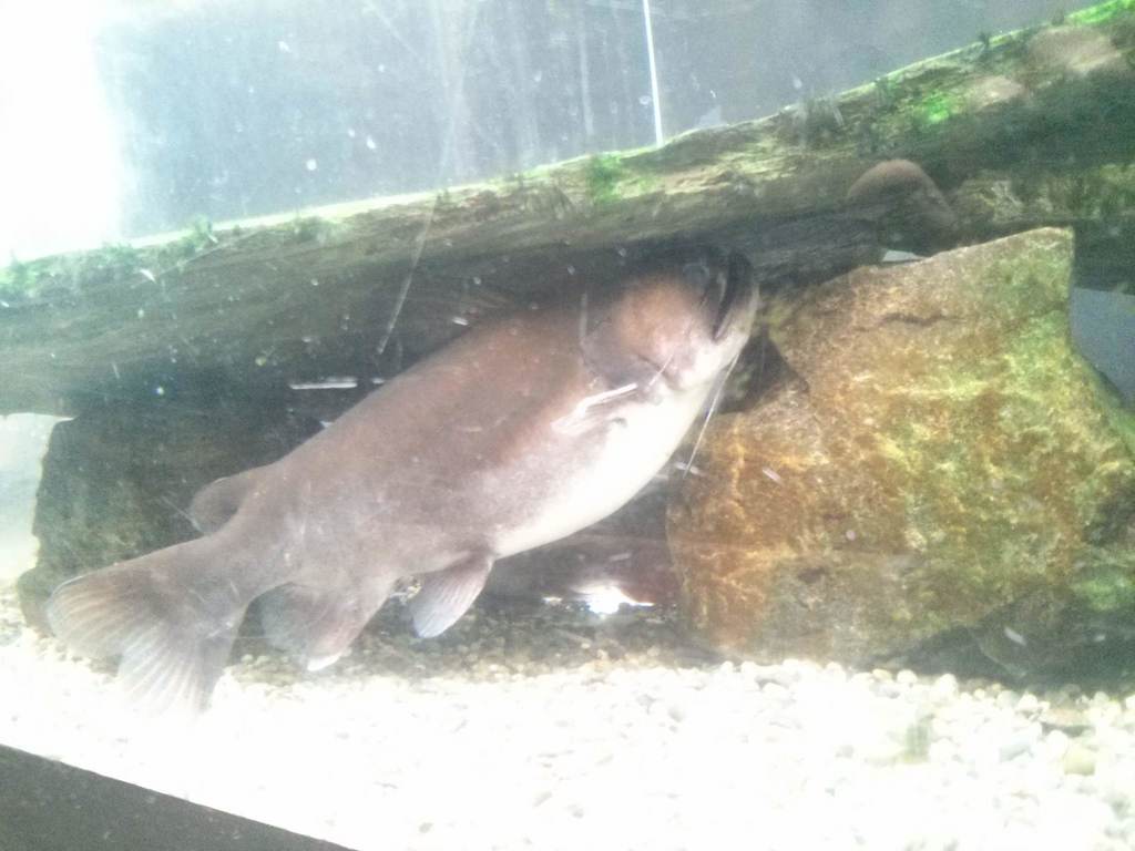Ogre Catfish