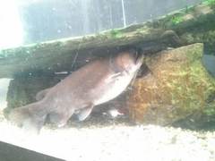 Ogre Catfish photo 2