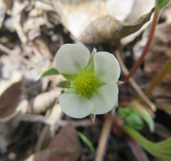 Fragaria virginiana glauca