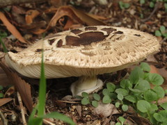 Chlorophyllum rhacodes
