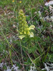 Pedicularis sibthorpii
