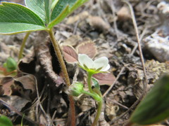 Fragaria virginiana glauca