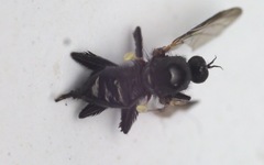 Rhamphomyia tarsata