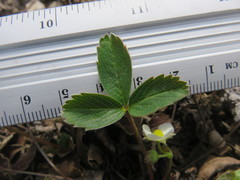 Fragaria virginiana glauca