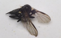 Rhamphomyia tarsata