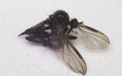 Rhamphomyia tarsata
