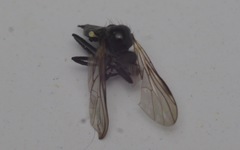 Rhamphomyia tarsata