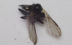 Rhamphomyia tarsata