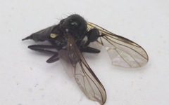 Rhamphomyia tarsata