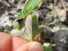 Fragaria virginiana glauca