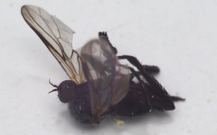 Rhamphomyia tarsata