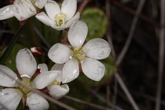 Drosera tubaestylis