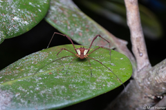 Cynorta bromeliacia