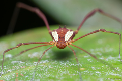Cynorta bromeliacia