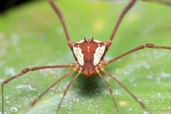 Cynorta bromeliacia