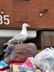 Larus argentatus