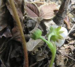 Fragaria virginiana glauca