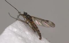 Sylvicola cinctus