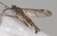 Sylvicola cinctus