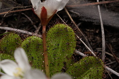 Drosera tubaestylis
