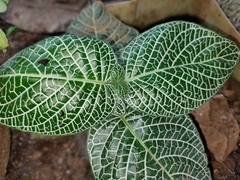 Fittonia