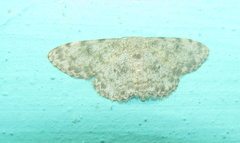 Scopula fibulata